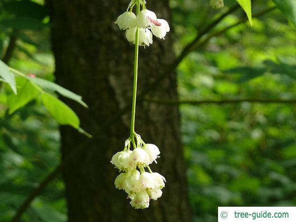 american bladdernut (Staphylea trifolia) flowers