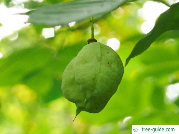 american bladdernut (Staphylea trifolia) fruit