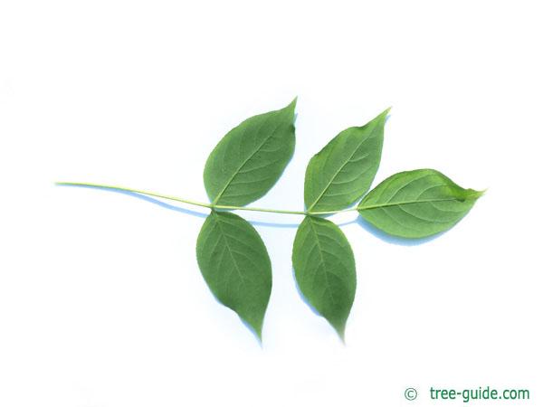 american bladdernut (Staphylea trifolia) leaf underside