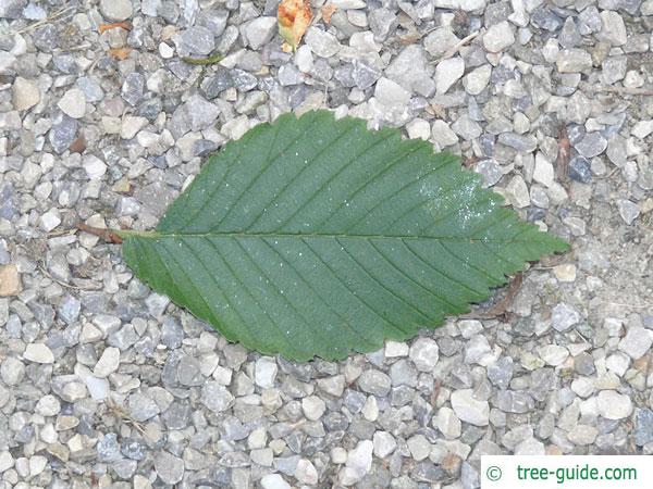 american elm (Ulmus americana) leaf
