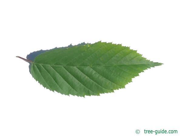 american hornbeam (Carpinus caroliniana) leaf