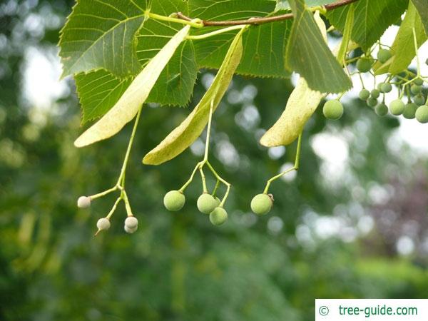 american Lime (Tilia americana) fruit