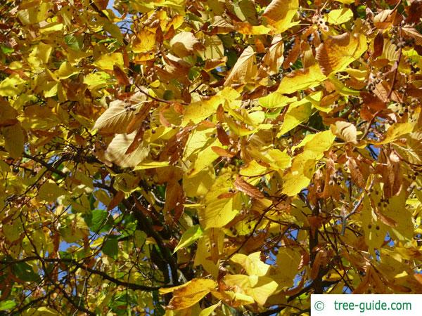 large leaved american lime(Tilia americacna 'Nova') autumn colouring