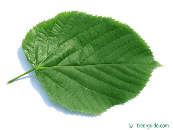 large leaved american lime(Tilia americacna 'Nova') leaf