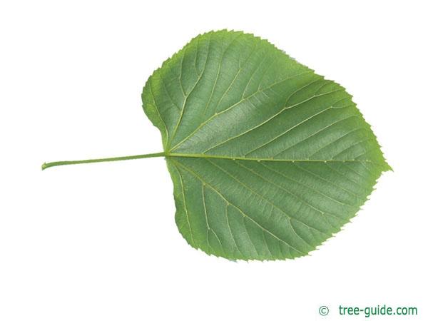 american Lime (Tilia americana) leaf underside
