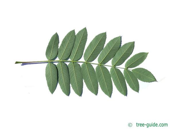 american mountain ash (Sorbus americana) leaf underside