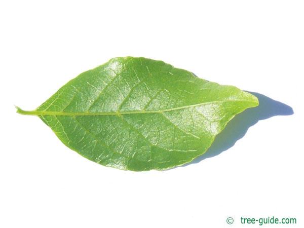 american snowbell (Styrax americanus) leaf underside