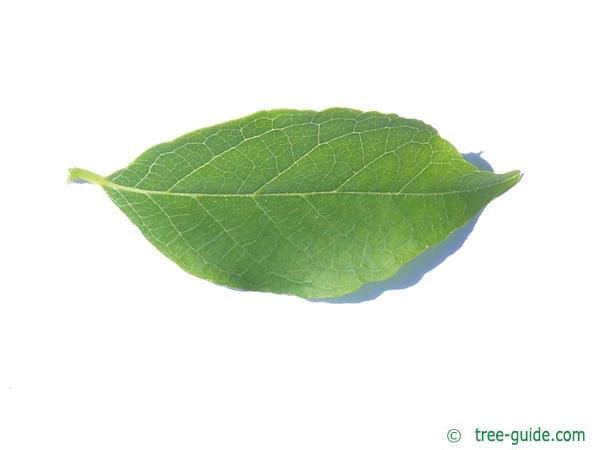 american snowbell (Styrax americanus) leaf