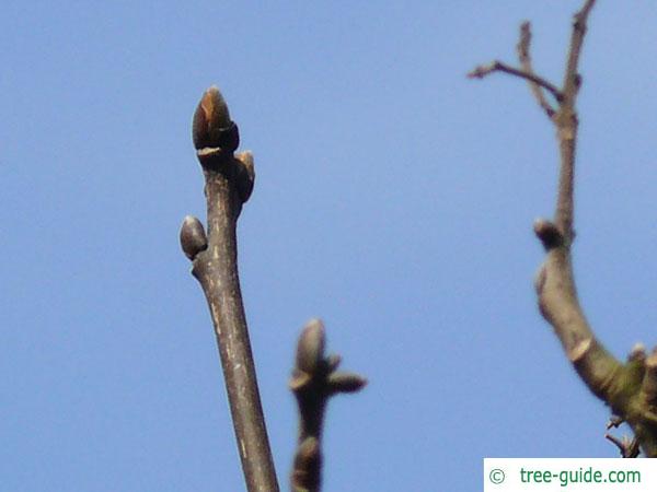 amur maackia (Maackia amurensis) ternianl bud
