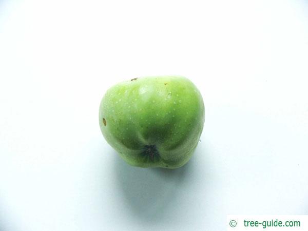 apple (Malus hybrid) fruit