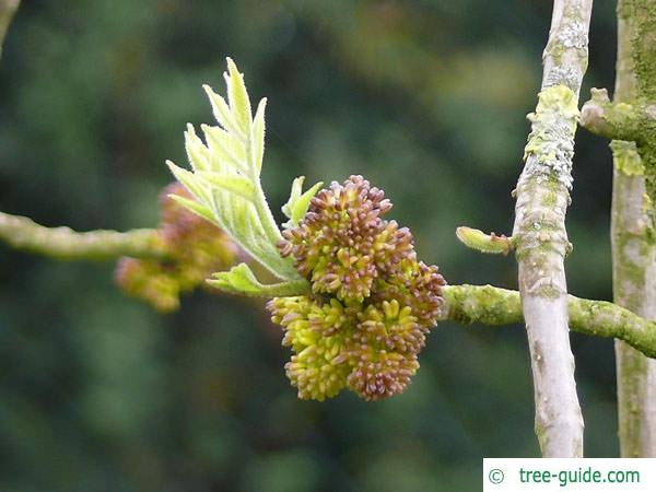 arizona ash (Fraxinus velutina) budding