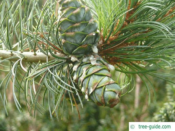 arolla  pine (Pinus cembra) young cone