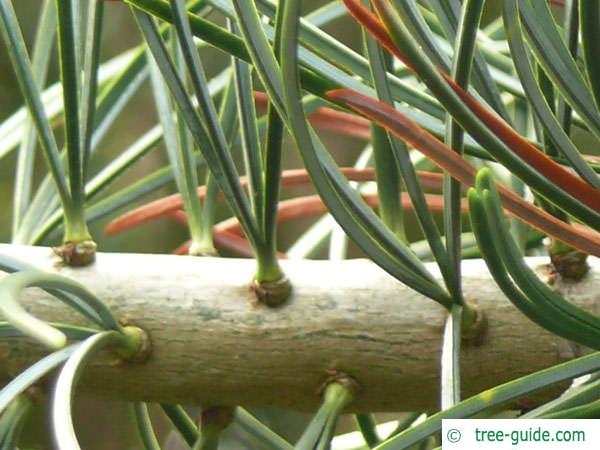 arolla  pine (Pinus cembra) needles
