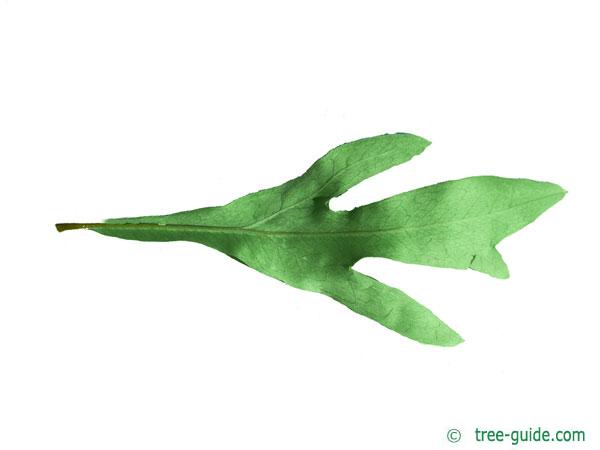 australian silver oak (Grevillea robusta) leaf underside
