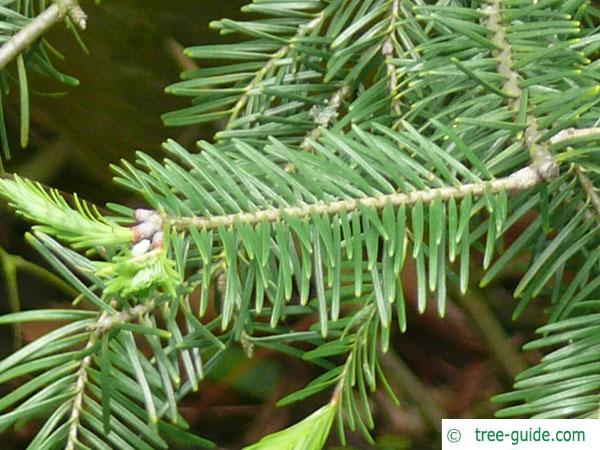 balsam fir (Abies balsamea) needles