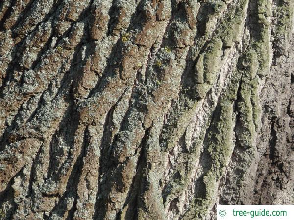 balsam poplar (Populus balsamifera) trunk / stem