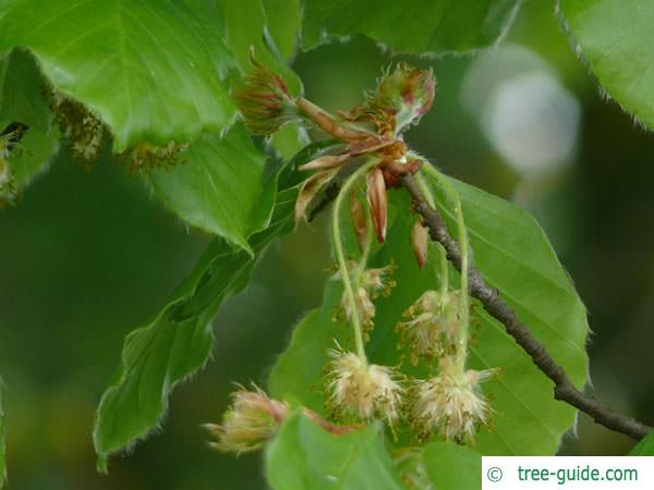 beech (Fagus sylvatica) flower m f