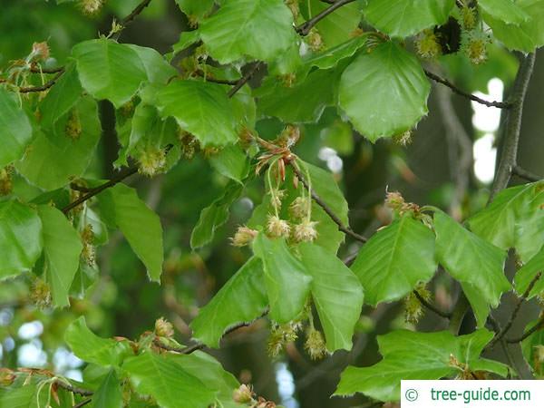 beech (Fagus sylvatica) flowers