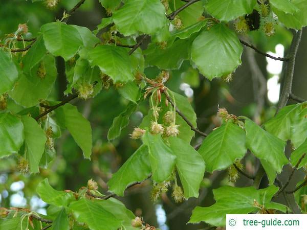 beech (Fagus sylvatica) flowers