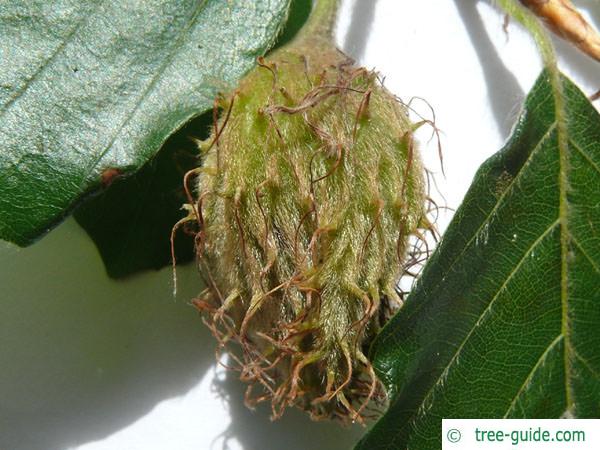 beech (Fagus sylvatica) fruit capsule