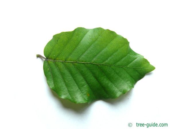 beech (Fagus sylvatica) leaf