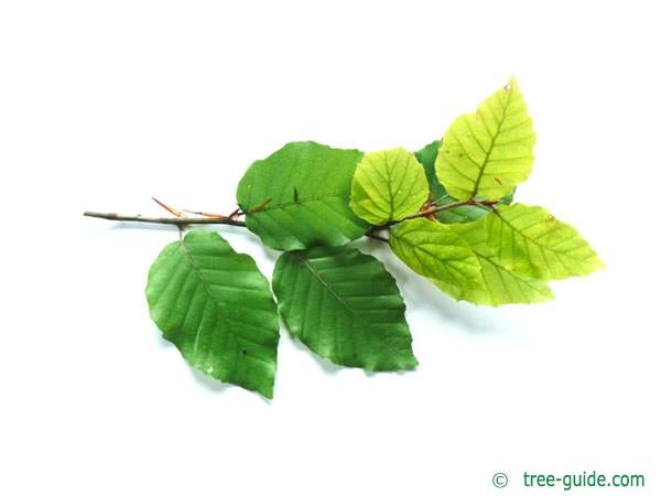 beech (Fagus sylvatica) leaves