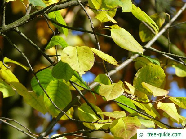 bitter berry (Prunus virginiana) leaves in fall