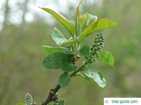 bitter berry (Prunus virginiana) blossom buds