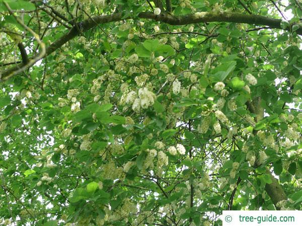 bitter berry (Prunus virginiana) blossom and leaves