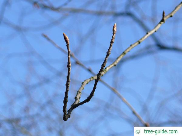 bitter berry (Prunus virginiana) branch in winter