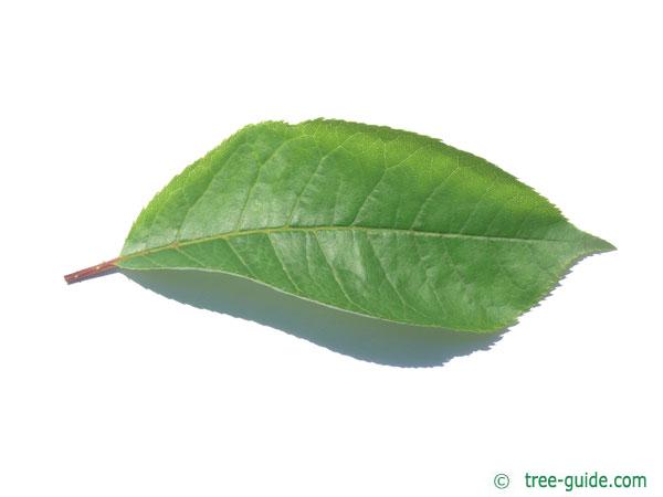 bitter berry (Prunus virginiana) leaf
