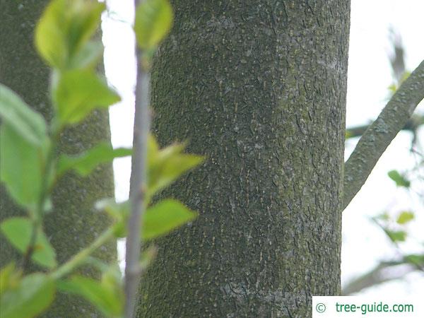 bitter berry (Prunus virginiana) trunk / bark