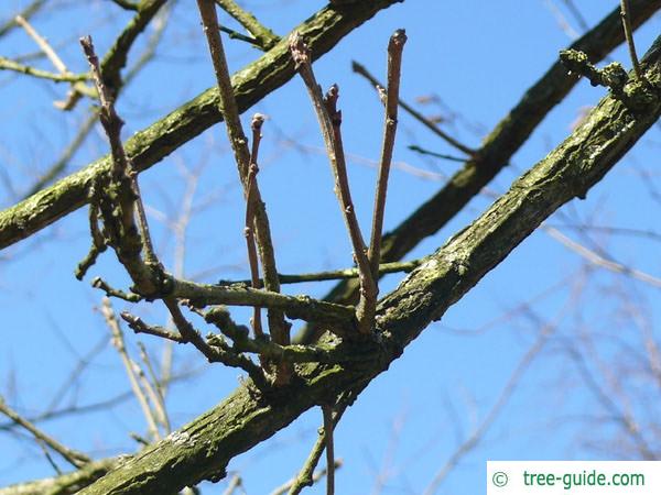 bitternut (Carya cordiformis) branches