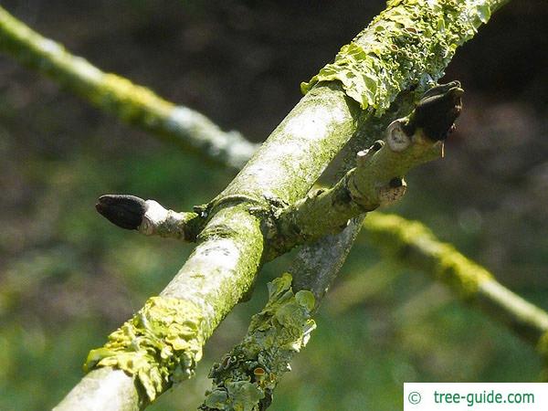 black ash (Fraxinus nigra) axial bud