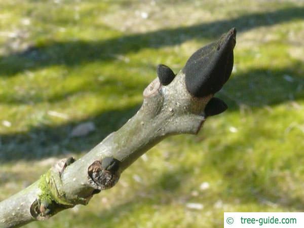 black ash (Fraxinus nigra) bud