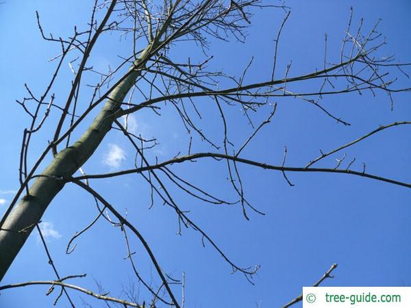 black ash (Fraxinus nigra) crown winter