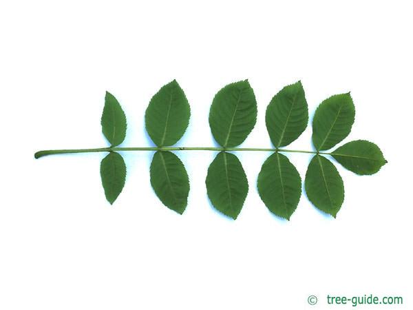 black ash (Fraxinus nigra) leaf underside