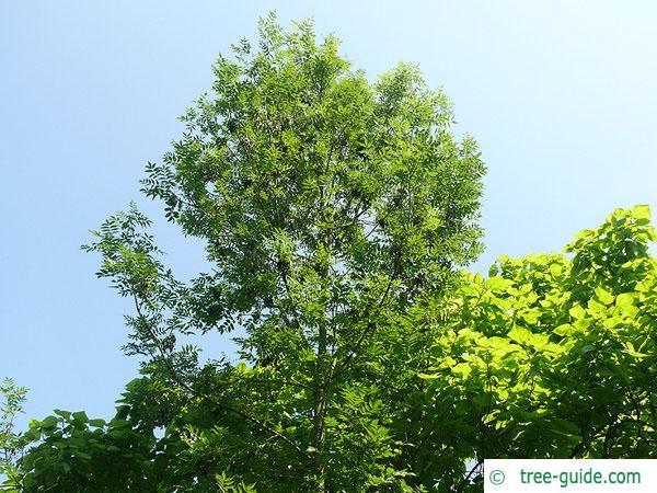 black ash (Fraxinus nigra) tree
