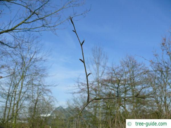 black birch (Betula lenta) bud