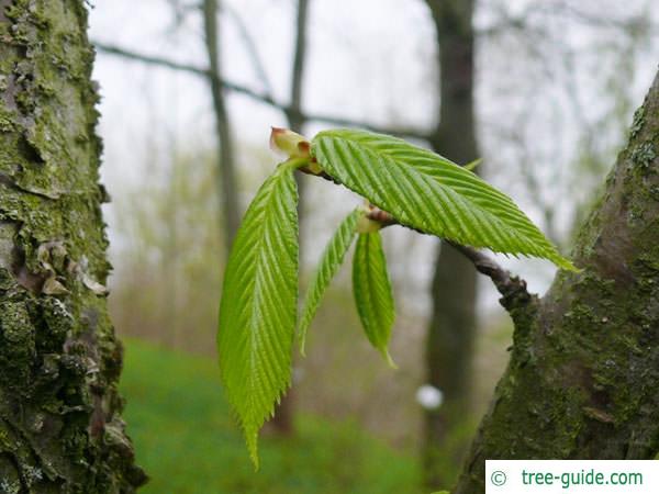 black birch (Betula lenta) budding