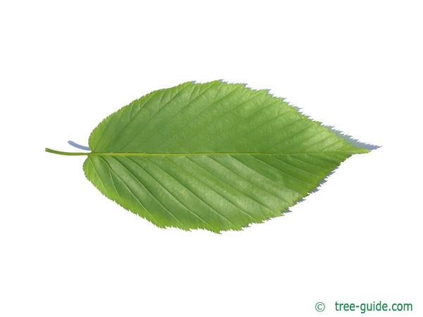 black birch (Betula lenta) leaf underside