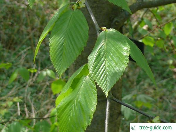 black birch (Betula lenta) leaves