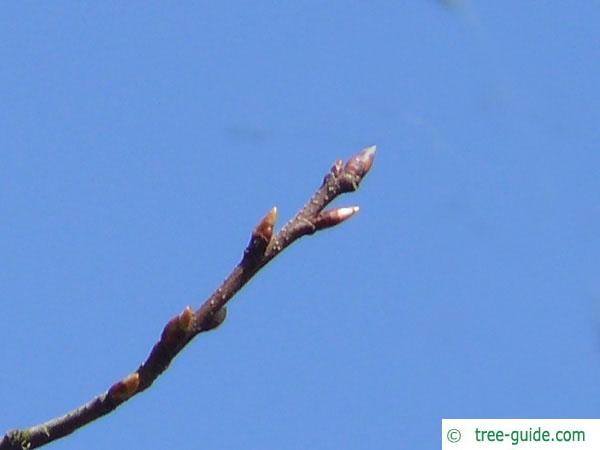 black cherry (Prunus serotina) crown