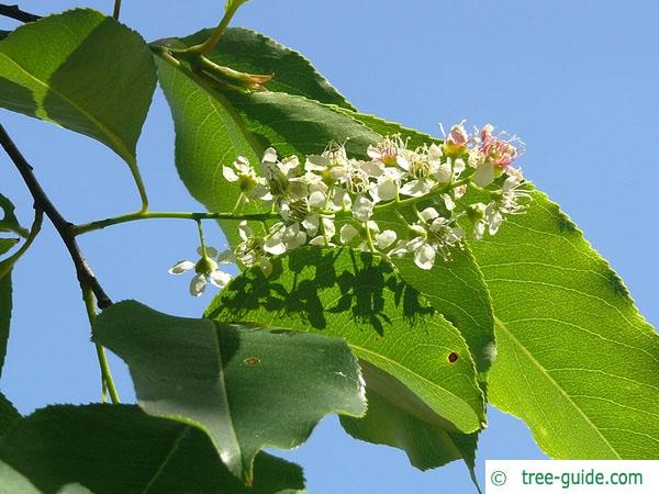 black cherry (Prunus serotina) flower