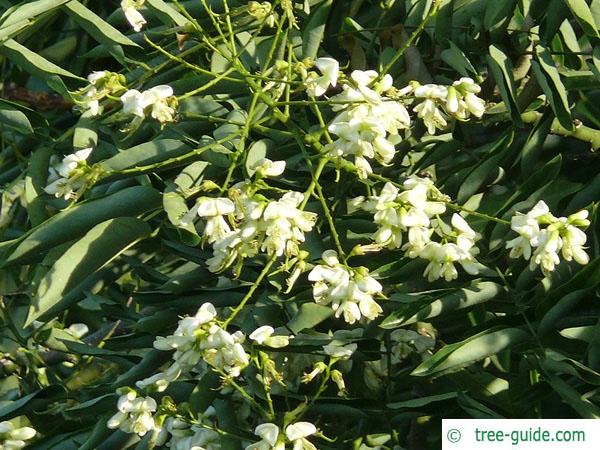 black locust (Robinia pseudoacacia) flower