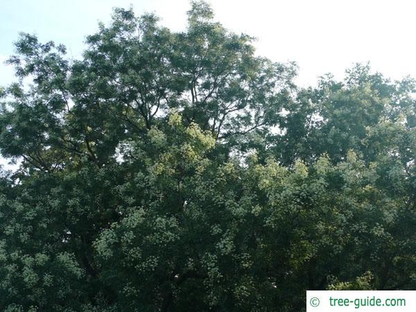 black locust (Robinia pseudoacacia) Blüten