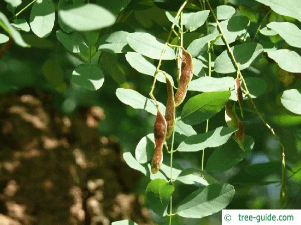 black locust (Robinia pseudoacacia) fruit