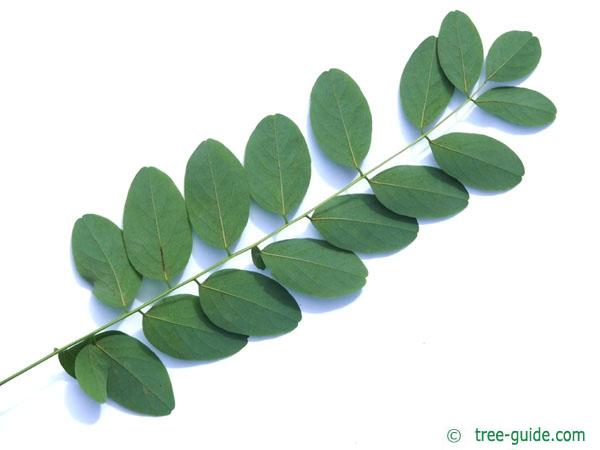 black locust (Robinia pseudoacacia) leaf underside