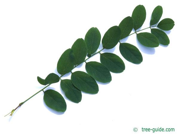 black locust (Robinia pseudoacacia) leaf