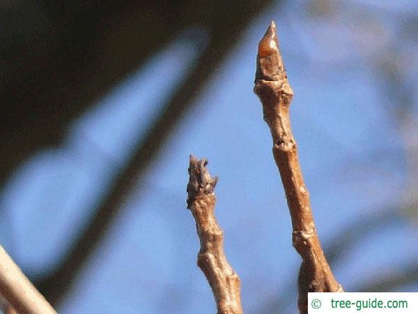 black poplar (Populus nigra) terminal bud
